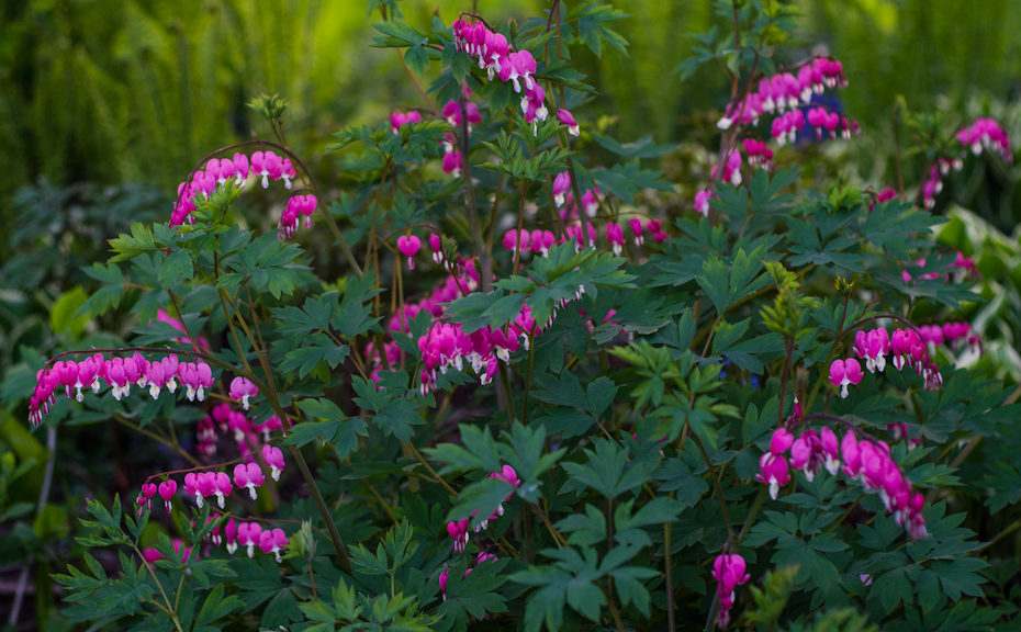 Let’s Talk Perennials!