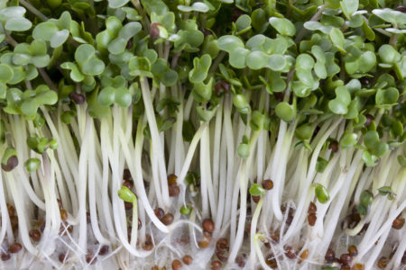 Macro shot of broccoli sprouts growing from seeds