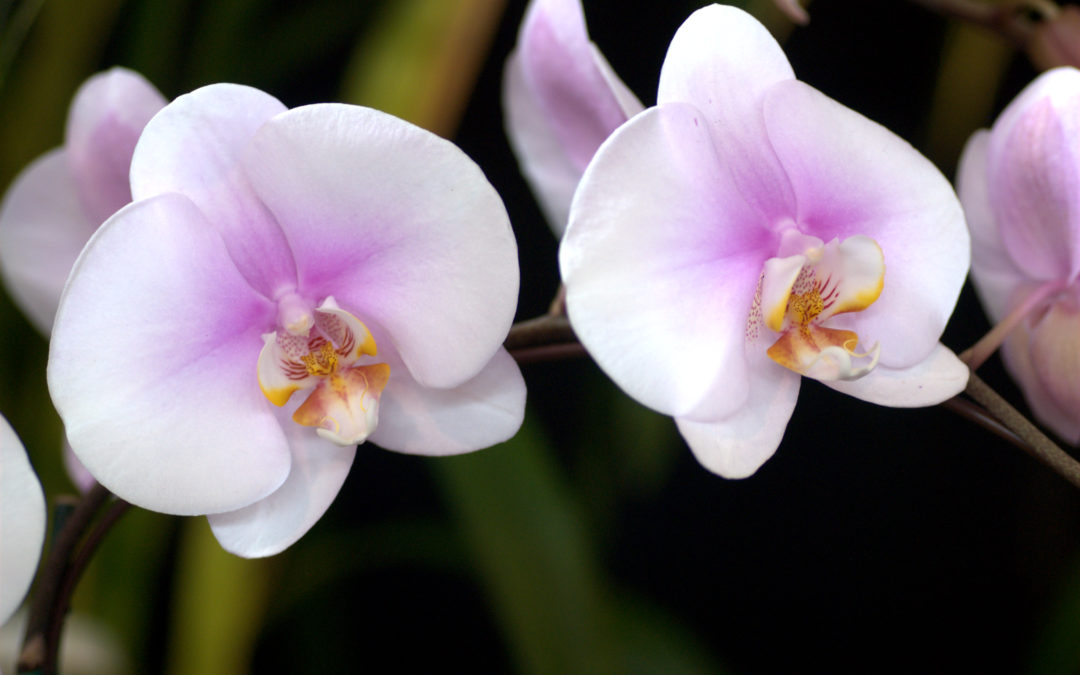 Growing the Perfect Orchid