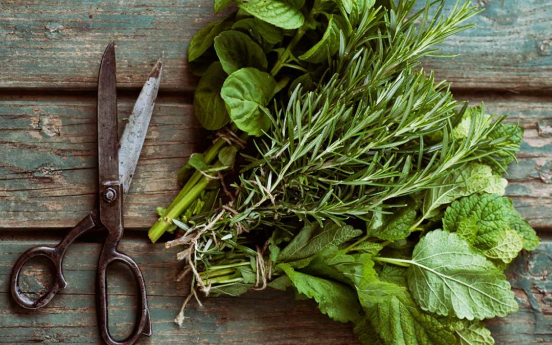 Growing and Using Herbs