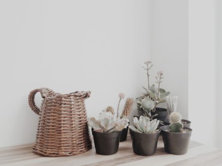interior design cacti succulent houseplant care tropical plants lifestyle