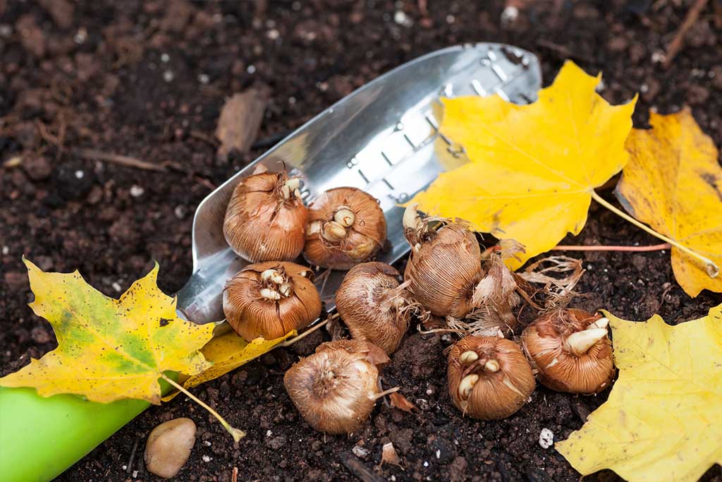planting bulbs in the fall 