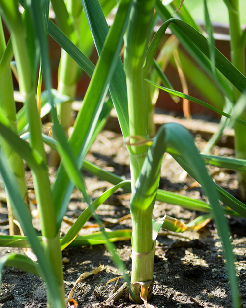 Growing and planting garden fresh garlic