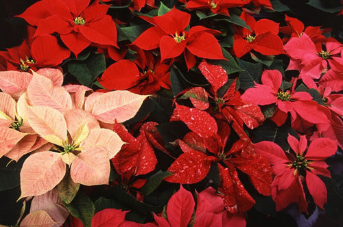 Taking Care of your Poinsettias