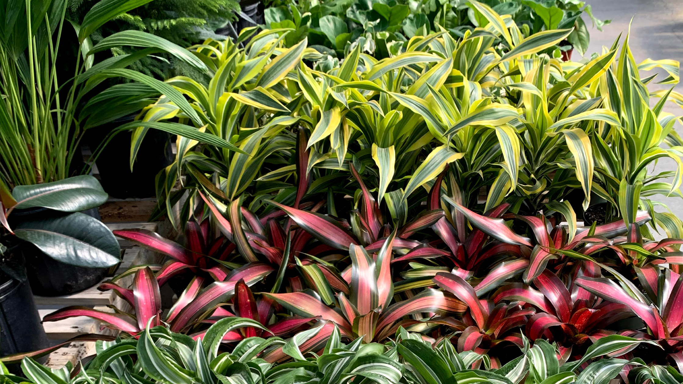 oakridge_websiteslider_tropical_plants2 Oakridge Garden Centre