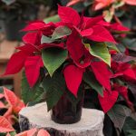 Single-poinsettia