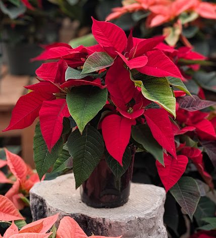 Single-poinsettia