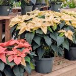 double-poinsettia