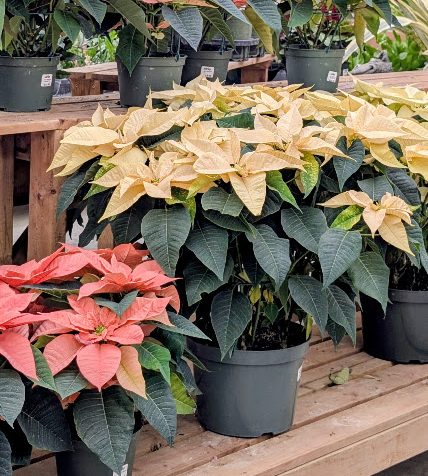 double-poinsettia